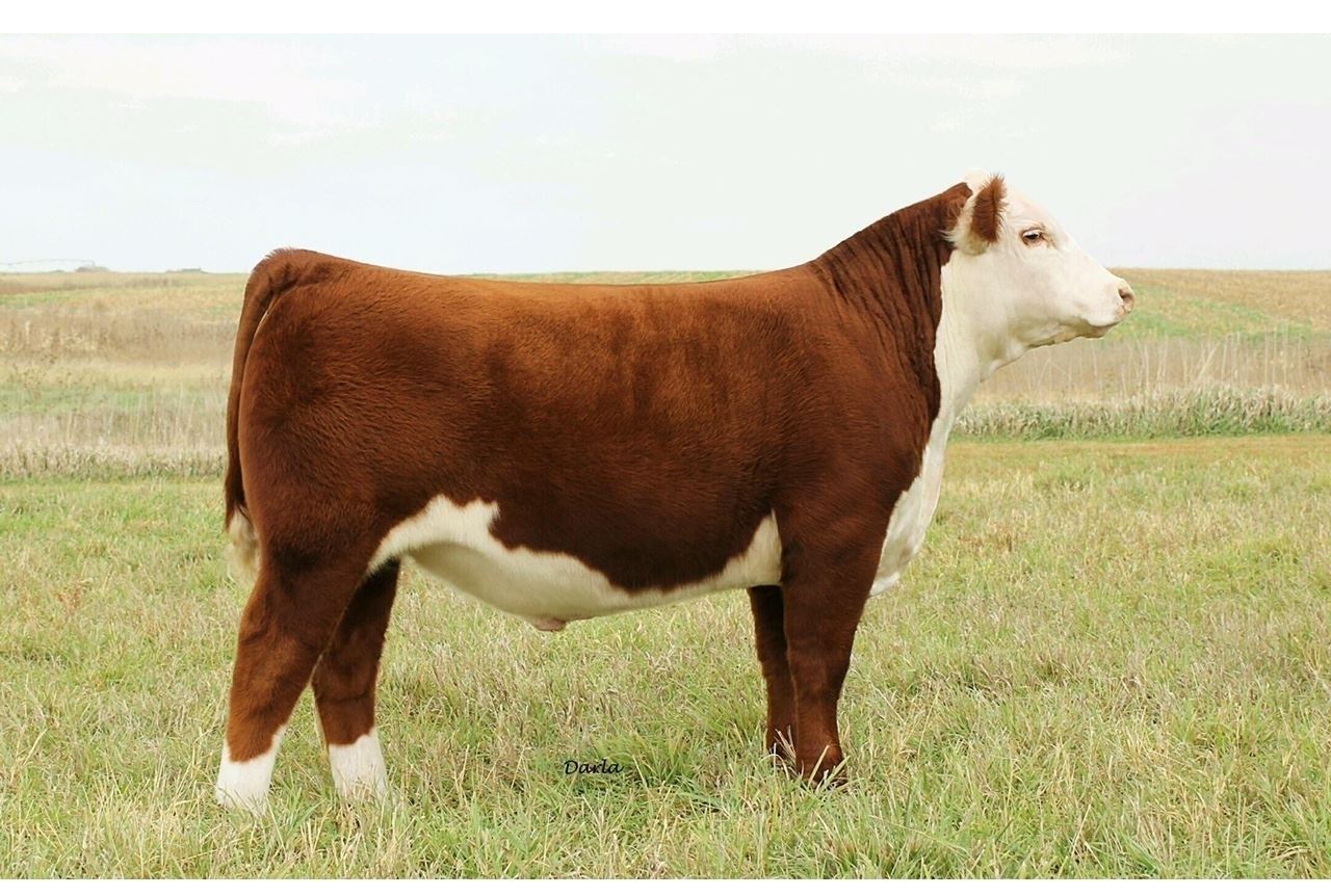 Hereford Show and Sale